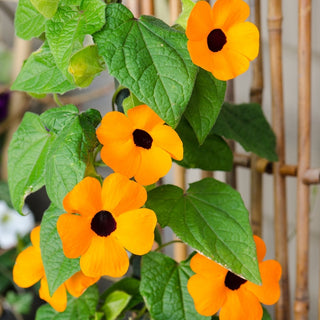 Schwarzäugige Susanne - Orange - Perfekt Für Pergolen, Exotische Optik - Thunbergia alata - Premium-Saatgut