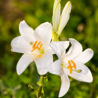 Madonnen-Lilie - Lilium - Elegante Lilie für niedrige Beete