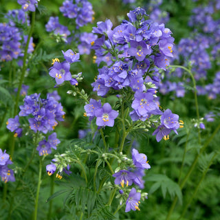 Blaue Himmelsleiter - Blau - Bienenfreundlich, Schmetterlingsmagnet - Polemonium caeruleum - Premium-Saatgut