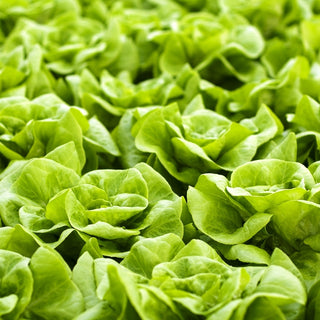 Salat Maiköni - Saatband - Früh, Kopfbildend, Saftig, Robust