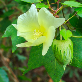 Baumwolle - Exotische Dekoration für Ihr Zuhause - Gossypium herbaceum