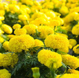 Aufrechte Studentenblume - Zitronengelb - Bringt Beete Und Kübel Zum Strahlen - Tagetes erecta