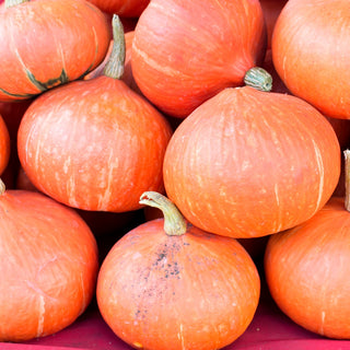 Kürbis - Potimarron - Französischer Kürbis Mit Nussigem Aroma