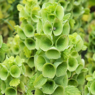 Muschelblume - Grüne Blüten Mit Außergewöhnlicher Form - Moluccella laevis - Premium-Saatgut