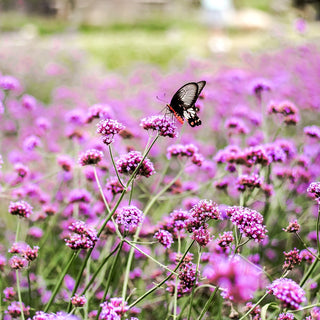 Argentinisches Eisenkraut - Einjährig, Hochwachsend, Von Schmetterlingen Geschätzt - Verbena bonariensis