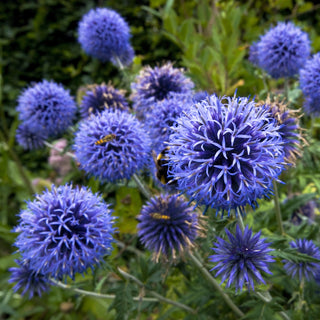 Ruthenische Kugeldistel - Honigpflanze - Auffällige kugelige Blüten, ein Magnet für Bienen - Echinops ritro - Großpackung - 1 kg