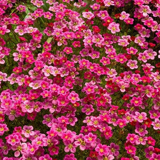 Moos Steinbrech - Niedrig Wachsende, Polsterbildende, Reich Blühende Staude - Saxifraga arendsii - Premium-Saatgut