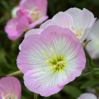 Nachtkerze - Mischung - Blüht Von Spätfrühling Bis September - Oenothera sp. - Premium-Saatgut