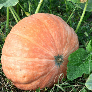 Kürbis - Atlantic Giant - Riesige Wettbewerbssorte