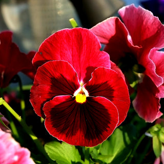 Stiefmütterchen - Alpenglow - Wow-Effekt Auf Ihrer Terrasse - Viola ×wittrockiana
