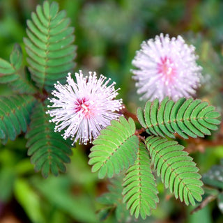 Mimose - Blätter Reagieren Auf Berührung - Mimosa pudica - Premium-Saatgut