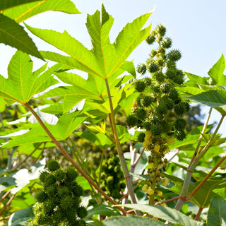 Wunderbaum - Grünblättrig - Tropisches Aussehen, Imposante Zierde - Ricinus communis