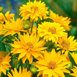 Sonnenauge - Goldgelbe Blüten Von Sommer Bis Herbst - Heliopsis scabra - Premium-Saatgut