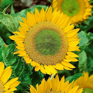 Sonnenblume - Green Hobbit - Bienenfreundliche Blüten, Besonders Dekorative Sorte - Helianthus annuus - XXL-Packung - 1 kg