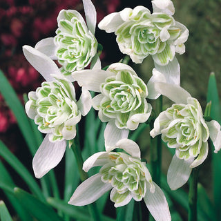 Gefülltes Schneeglöckchen - Galanthus - Bildet malerischen Frühlingsteppich - 3 Blumenzwiebeln