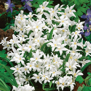 Schneeglanz - Weiß - Chionodoxa - Natürlicher Zauber des frühen Frühlings - 10 Blumenzwiebeln