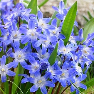 Schneeglanz - Blue - Blau - Chionodoxa - Blaue Sternchen im Garten - 10 Blumenzwiebeln