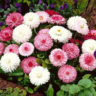 Daisy Monstrosa - Great for Borders and Edging, Frost-Resistant - Bellis perennis - Premium Seeds