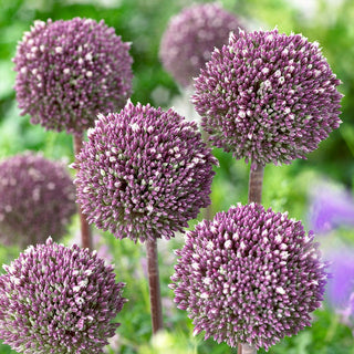 Zierlauch - Summer Drummer - Allium - Ideal für Trockensträuße