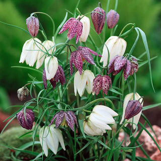 Gewöhnliche Schachblume - Fritillaria - Leicht und Auffallend - 5 Blumenzwiebeln