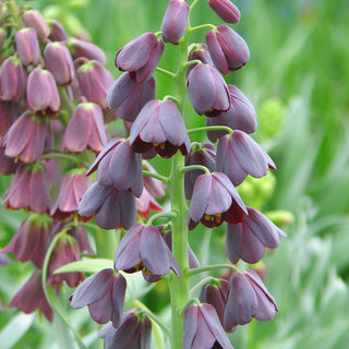 Persische Kaiserkrone - Violett und Schwarz - Fritillaria - Blickfangende Blumen
