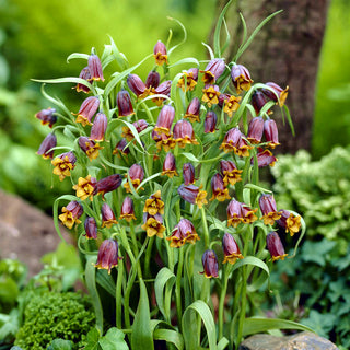 Fuchstraube - Uva Vulpis - Fritillaria - Elegante Blüten in intensiven Farben - 5 Blumenzwiebeln