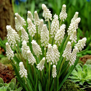 Traubenhyazinthe - Weiß - Muscari - Klassiker im modernen Gewand - 5 Blumenzwiebeln
