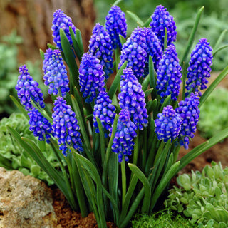 Armenische Traubenhyazinthe - Muscari - Winterhart und langlebig - 10 Blumenzwiebeln