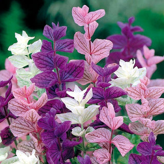 Buntschopfsalbei - Farbenfrohe Duftende Rabatenzierde - Salvia horminum