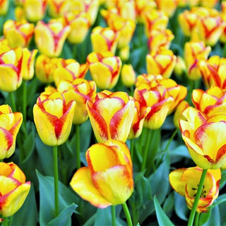 Tulpe - Cape Town - Tulipa - Robuste und zuverlässige Sorte - 5 Blumenzwiebeln