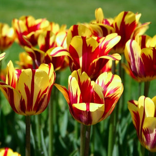 Tulpe - El Cid - Tulipa - Bildet schöne dichte Kompositionen - 5 Blumenzwiebeln