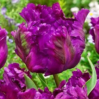 Tulpe - Negrita Parrot - Tulipa - Papageienblüten, einzigartige Finesse - 5 Blumenzwiebeln