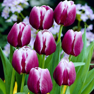 Tulpe - Arabian Mystery - Tulipa - Geheimnisvolles Violett unter den Blumen - 5 Blumenzwiebeln