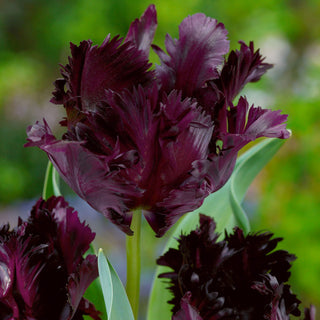 Tulpe - Black Parrot - Tulipa - Tulpe in außergewöhnlicher Form - 5 Blumenzwiebeln