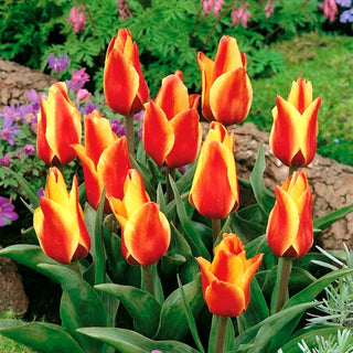 Tulpe - Cape Cod - Tulipa - Blume für jeden Garten - 5 Blumenzwiebeln