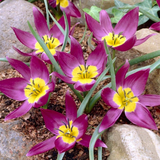 Botanische Tulpe - Eastern Star - Tulipa - Farbenfroher Akzent in jedem Topf - 5 Blumenzwiebeln