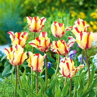 Tulpe - Flaming Parrot - Tulipa - Schafft farbenfrohe Gruppenzusammenstellungen - 5 Blumenzwiebeln
