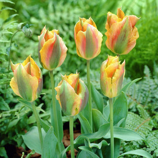 Tulpe - Golden Artist - Tulipa - Eleganz und Funktionalität in Einem - 5 Blumenzwiebeln