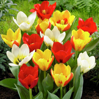 Botanische Tulpe - Mix - Tulipa - Niedrige Tulpen, Große Farben - 5 Blumenzwiebeln