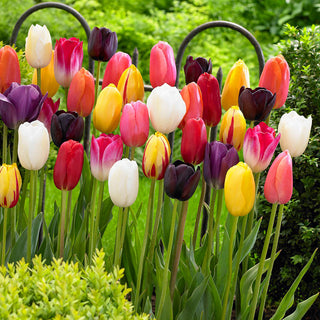 Tulpe - Mix - Tulipa - Harmonie und Vielfalt in Einem - 5 Blumenzwiebeln