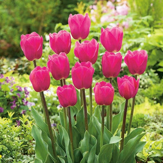 Tulpe - Rosa - Tulipa - Ideal für Gruppenpflanzungen - 5 Blumenzwiebeln