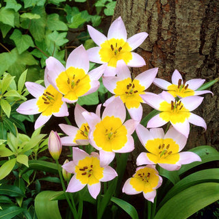 Tulpe - Saxatilis - Tulipa - Niedrig eindrucksvolle Steingartenpflanze - 5 Blumenzwiebeln