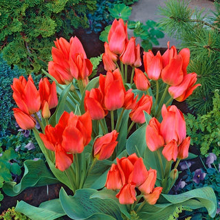 Tulpe - Toronto - Tulipa - Schlank, eindrucksvoll, pflegeleicht - 5 Blumenzwiebeln