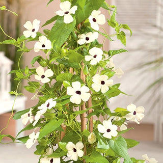 Schwarzäugige Susanne - Weiß - Auffallend Schön, Ideal Für Balkon Und Terrasse - Thunbergia alata - Premium-Saatgut