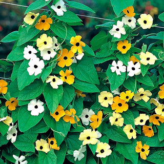 Schwarzäugige Susanne - Mischung - Leicht Zu Kultivieren, Kletternd Bis 3 Meter - Thunbergia alata - Premium-Saatgut