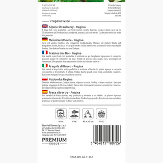 Monatserdbeere Regina - Stark wachsend, äußerst ertragreich und aromatisch - Fragaria vesca