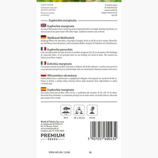 Weißrand-Wolfsmilch - Besonders Dekorative Einjährige Pflanze - Euphorbia marginata