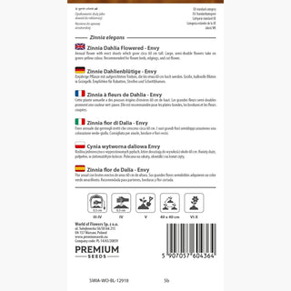 Zinnie Dahlienblütige - Envy - Einzigartiges Limettengrün Der Blüten - Zinnia elegans