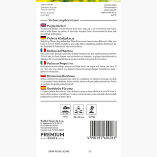 Violette Königskerze - Schöne Gruppenwirkung - Verbascum phoeniceum