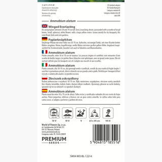 Papierknöpfchen - Weiß-gelbe Blumen, ideal für Beete und Trockensträuße - Ammobium alatum